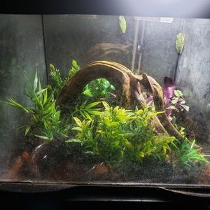 4 gallon very nice terrarium